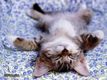 le deziéme chaton tro mimi !!!