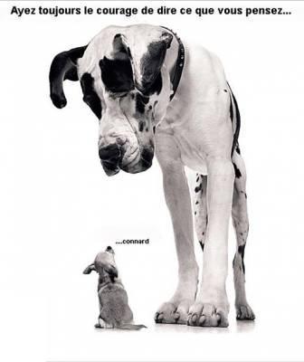le tit chien et... LE