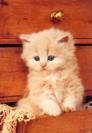 LE TIT CHATON !!!!!!
